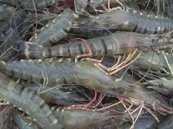 চিংড়ি রপ্তানিতে কাটছে জটিলতা