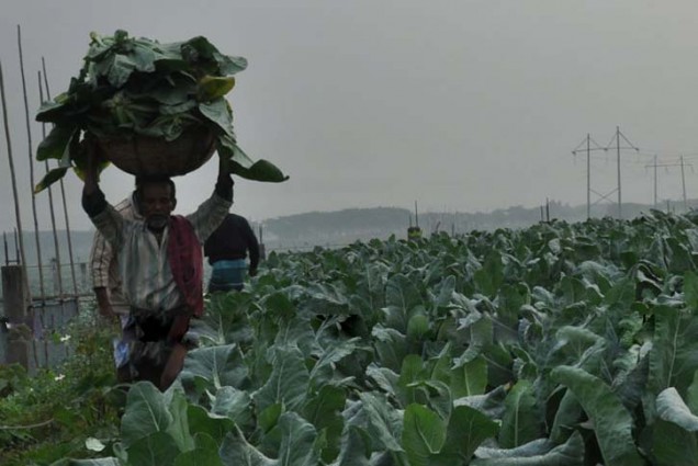 বিশ্বে সবজি উৎপাদনে বাংলাদেশ তৃতীয়