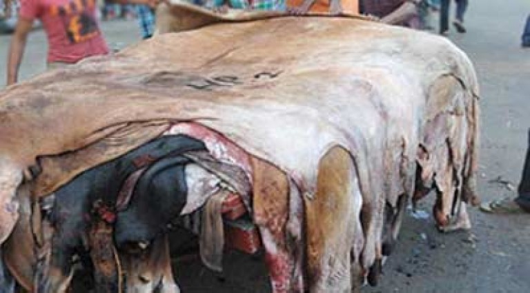 এ বছরেও ট্যানারি সরছে না হাজারীবাগ থেকে