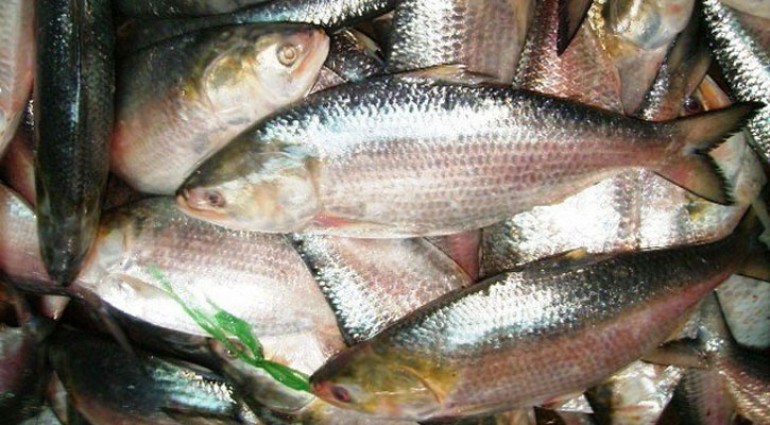 ইলিশ ধরতে পারবেন জেলেরা
