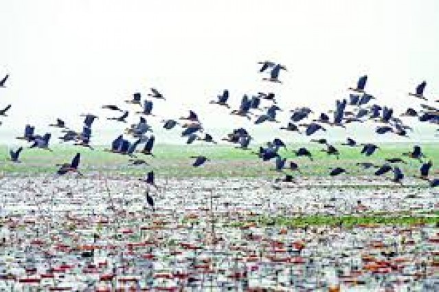 জাবিতে আসতে শুরু করেছে পরিযায়ী পাখিরা