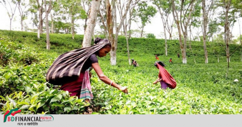 জাতীয় চা দিবস আজ