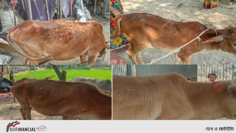 ফুলবাড়িয়ায় মশার কয়েলে দগ্ধ ৮টি গরু