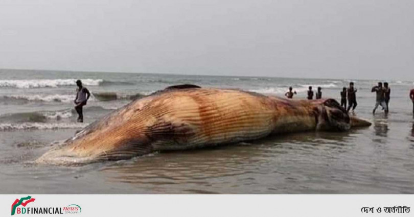 সৈকতে ভেসে আসা দুই তিমি সংরক্ষণ করা হচ্ছে
