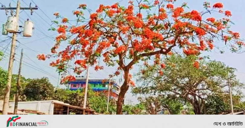গ্রীষ্মের কাঠফাঁটা রোদ্দুরকে সহনীয় করতে কৃষ্ণচূড়ার বর্ণিল রূপে সেজে উঠেছে প্রকৃতি