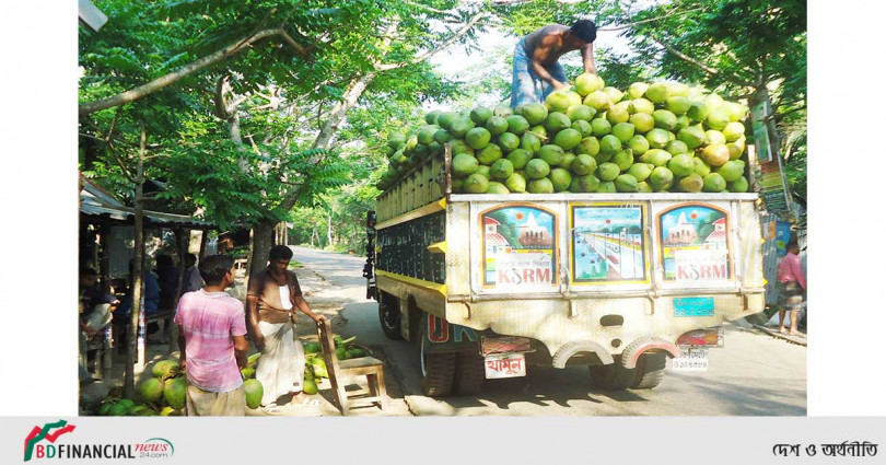 ঝালকাঠির ডাব তৃষ্ণা মিটিয়ে সারা দেশে সরবরাহ হচ্ছে