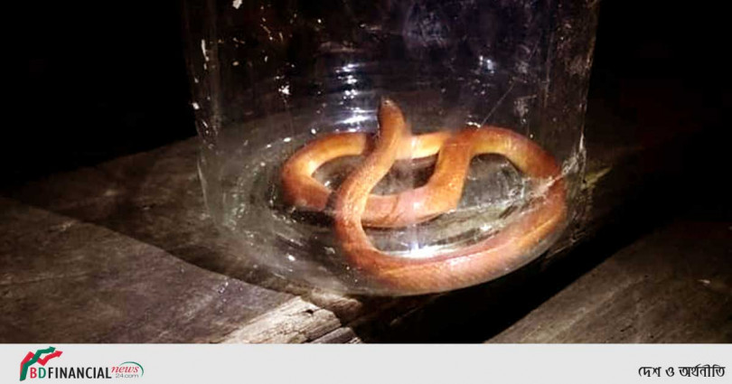 পঞ্চগড়ে তৃতীয় বারের মত লাল সাপ উদ্ধার