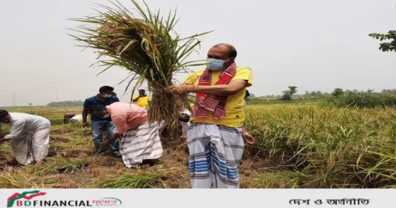 স্বেচ্ছাশ্রমে কর্মীদের নিয়ে জমির ধান কেটে-মাড়াই করে ঘরে তুলে দিলেন গাজীপুরের কামরুল আহসান সরকার রাসেল