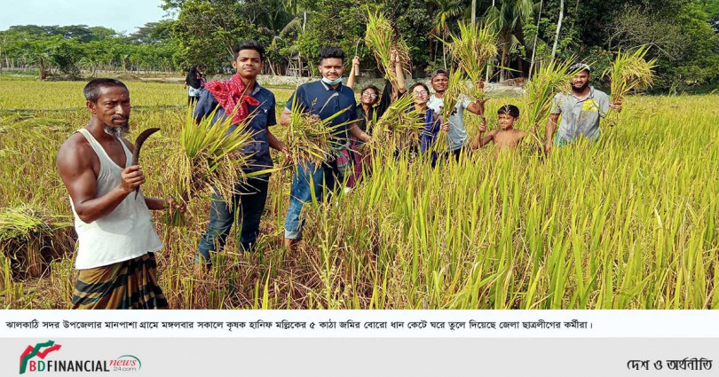 ঝালকাঠিতে কৃষকের ধান কেটে ঘরে তুলে দিয়েছে ছাত্রলীগ