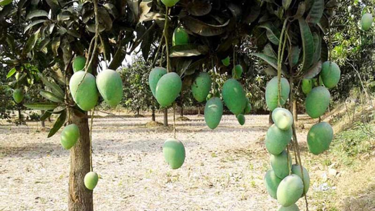 ৩৮ দেশে পাঁচ হাজার টন আম রফতানির লক্ষ্যমাত্রা নির্ধারণ