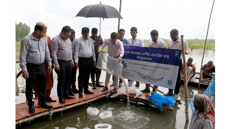 পাবনায় উন্মুক্ত জলাশয়ে দেশীয় মাছের পোনা অবমুক্ত করেছে স্কয়ার এগ্রোভেট
