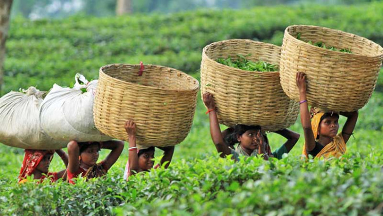 জুলাইয়ে দেশে চা উৎপাদন বেড়েছে
