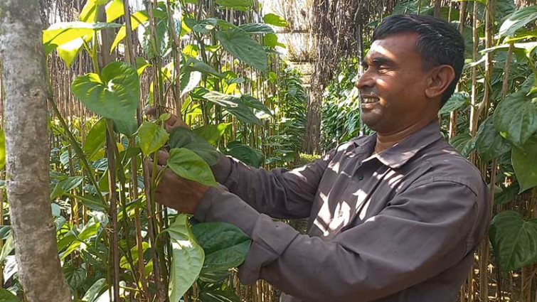 রফতানি বন্ধ, পান চাষে আগ্রহ হারাচ্ছেন রাজবাড়ীর চাষীরা