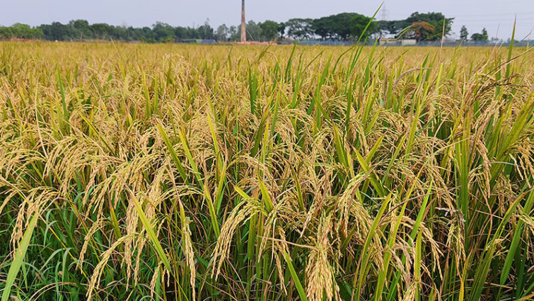 কৃষি খাতে সাড়ে ৯ শতাংশ বরাদ্দ চান কৃষি অর্থনীতিবিদরা
