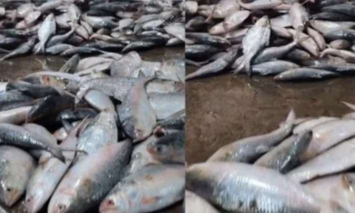 ৬০ মণ ইলিশ নিয়ে ঘাটে ফিরল ট্রলার, বিক্রি ২০ লাখে